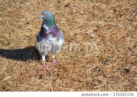 pigeon pigeon 135265156