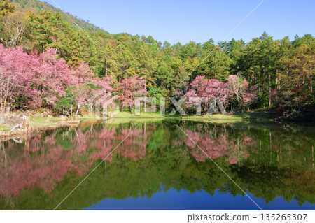 forest and reflection on lake in nature 135265307