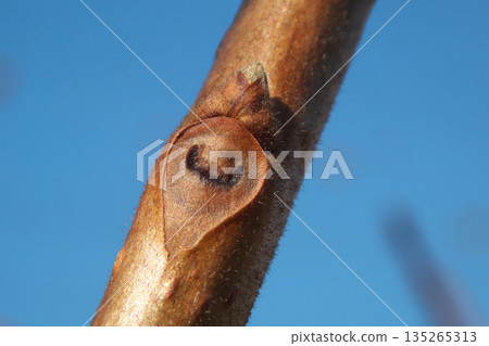 Leaf scars (traces where leaves have fallen) and winter buds on a persimmon tree. The leaf scars look like a "face." 135265313