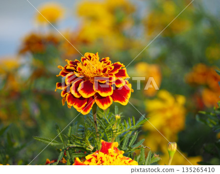 Marigold flower 135265410