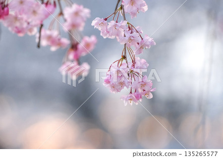 櫻花枝條和散景光 135265577
