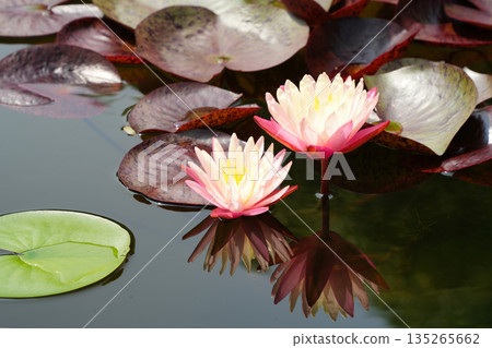 Cool water lilies by the water Cool water lilies by the water 135265662