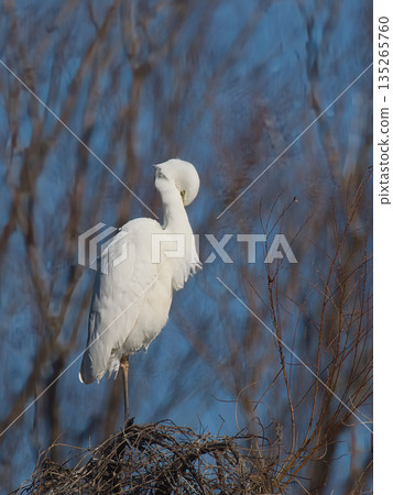 White Egret 135265760
