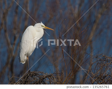 Heron aiming for prey 135265761