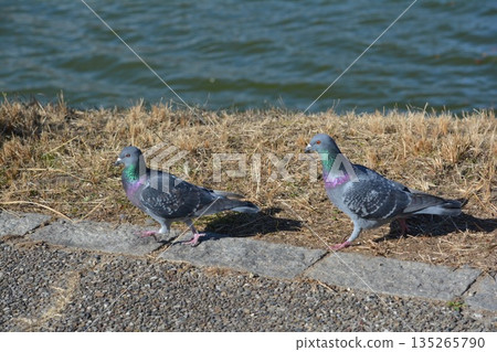 pigeon pigeon 135265790