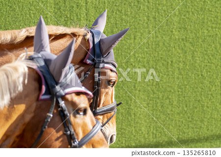 賽馬場景色：領頭馬的臉龐，京都府京都市 135265810