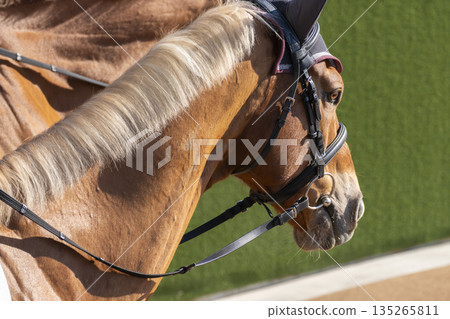 賽馬場景色：領頭馬的臉龐，京都府京都市 135265811