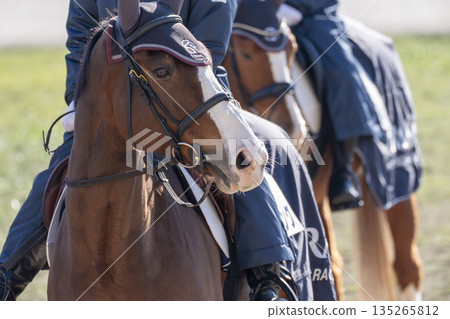 Scenery from the racecourse: The face of a lead horse, Kyoto City, Kyoto Prefecture Scenery from the racecourse: The face of a lead horse, Kyoto City, Kyoto Prefecture 135265812