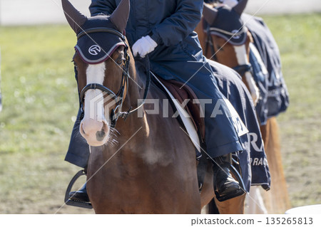 賽馬場景色：領頭馬的臉龐，京都府京都市 135265813