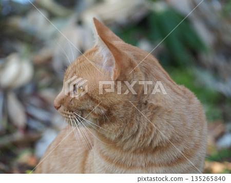 A cat staring at you A cat staring at you 135265840