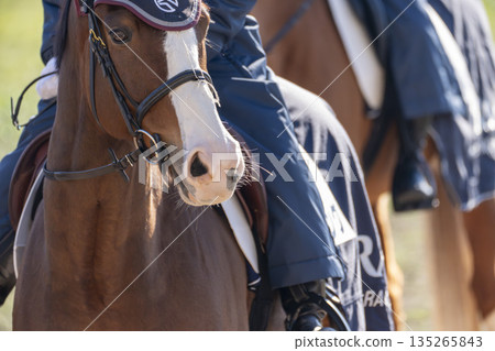 賽馬場景色：領頭馬的臉龐，京都府京都市 135265843
