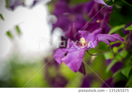 Colorful garden flowers creating lush floral texture Colorful garden flowers creating lush floral texture 135265875