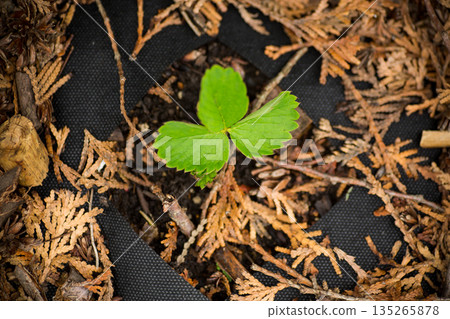 Young strawberry seedling growing through garden soil mulch Young strawberry seedling growing through garden soil mulch 135265878