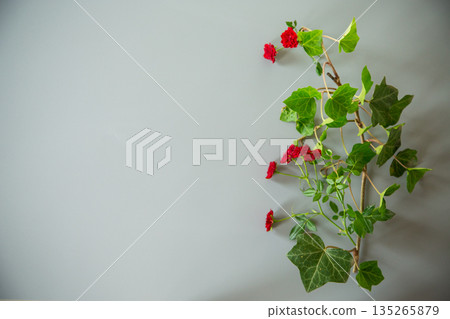 Small red rose buds on bright gray background Small red rose buds on bright gray background 135265879