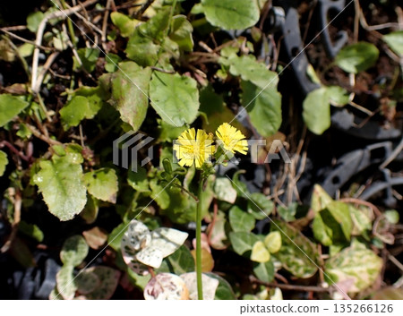 Onita Birako 135266126