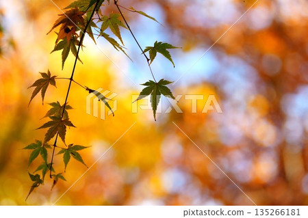 Maple leaves floating on an autumn background 135266181