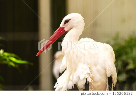 Profile of a standing stork 135266182