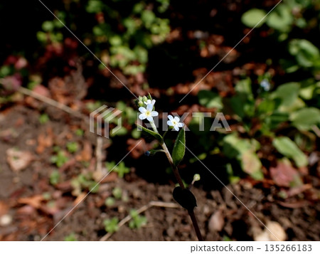 Cucumbers flowers 135266183