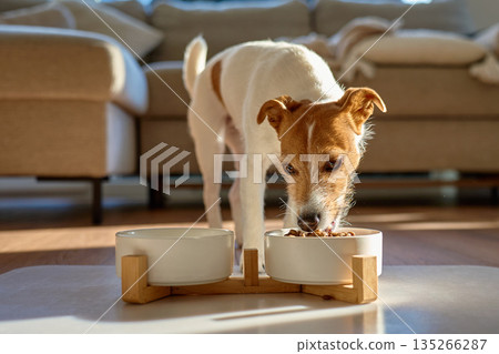 Jack Russell terrier dog eating dry food from bowl at home 135266287