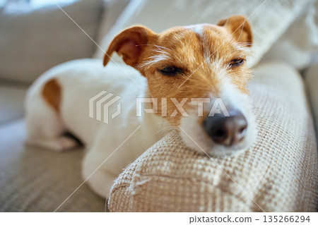Jack Russell terrier dog resting on sofa at home Jack Russell terrier dog resting on sofa at home 135266294