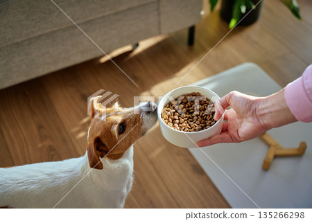 Jack Russell terrier dog sniffing food bowl at home Jack Russell terrier dog sniffing food bowl at home 135266298