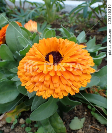 橙色金盞花 135266316