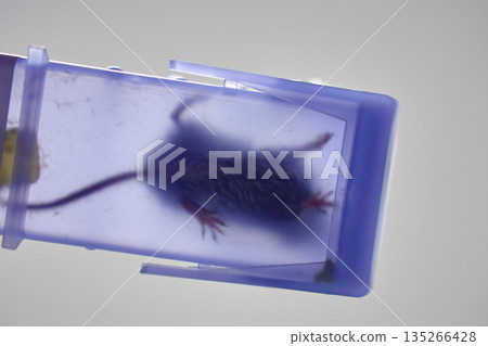 Mouse caught in plastic pest control trap Mouse caught in plastic pest control trap 135266428