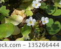Taiwan raspberry flower 135266444