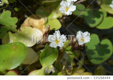Taiwan raspberry flower Taiwan raspberry flower 135266444