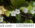 Taiwan raspberry flower 135266445