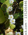 Taiwan raspberry flower 135266446