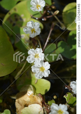 Taiwan raspberry flower Taiwan raspberry flower 135266446