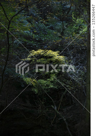 Autumn leaves in a dark forest Autumn leaves in a dark forest 135266447