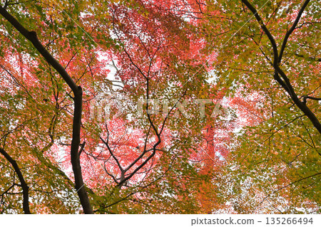 Autumn leaves of Kamakura Otobei Autumn leaves of Kamakura Otobei 135266494