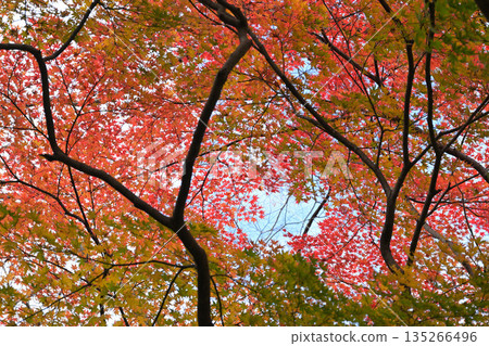 Autumn leaves of Kamakura Otobei Autumn leaves of Kamakura Otobei 135266496