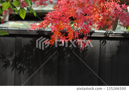 Wooden fences and autumn maple leaves in the streets of Kamakura 135266500
