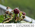 Raspberry fruit 135266630