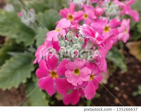 Primula Maracoides Primula Maracoides 135266637