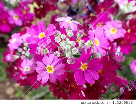 Primula Maracoides Primula Maracoides 135266638