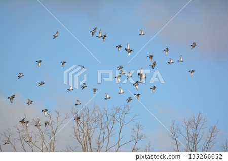 Flock of doves flapping 135266652