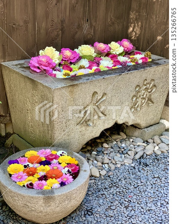 一月份，愛知縣岡崎市菅尾神宮的彩色花池（牡丹、玫瑰、菊花、康乃馨、非洲菊） 135266765