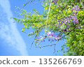 Wisteria flower under the blue sky 135266769