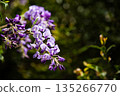 Wisteria flowers in the light 135266770
