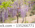 Wisteria on the wisteria trellis 135266771