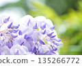  Wisteria flowers 135266772