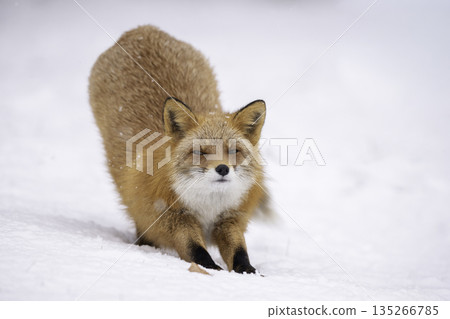依偎在雪地裡的蝦夷赤狐 依偎在雪地裡的蝦夷赤狐 135266785