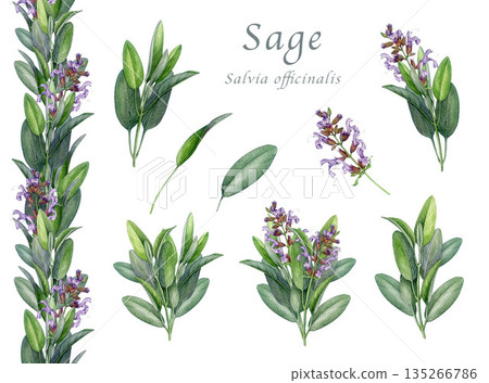 Sage herb set watercolor illustration. Hand drawn salvia officinalis plant. Realistic botanical sage organic herb element. Fresh salvia bunch, border, flowers and green leaves on white background 135266786