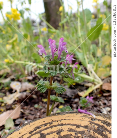 Lamium amplexicaule 135266815