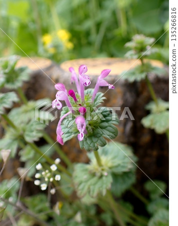 Lamium amplexicaule 135266816