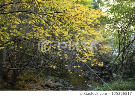Autumn leaves along National Route 477 in Ohara 135266817